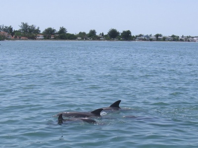 Dolphins in Tampa Bay playing in the wake of Zig Zag Sailing Charter